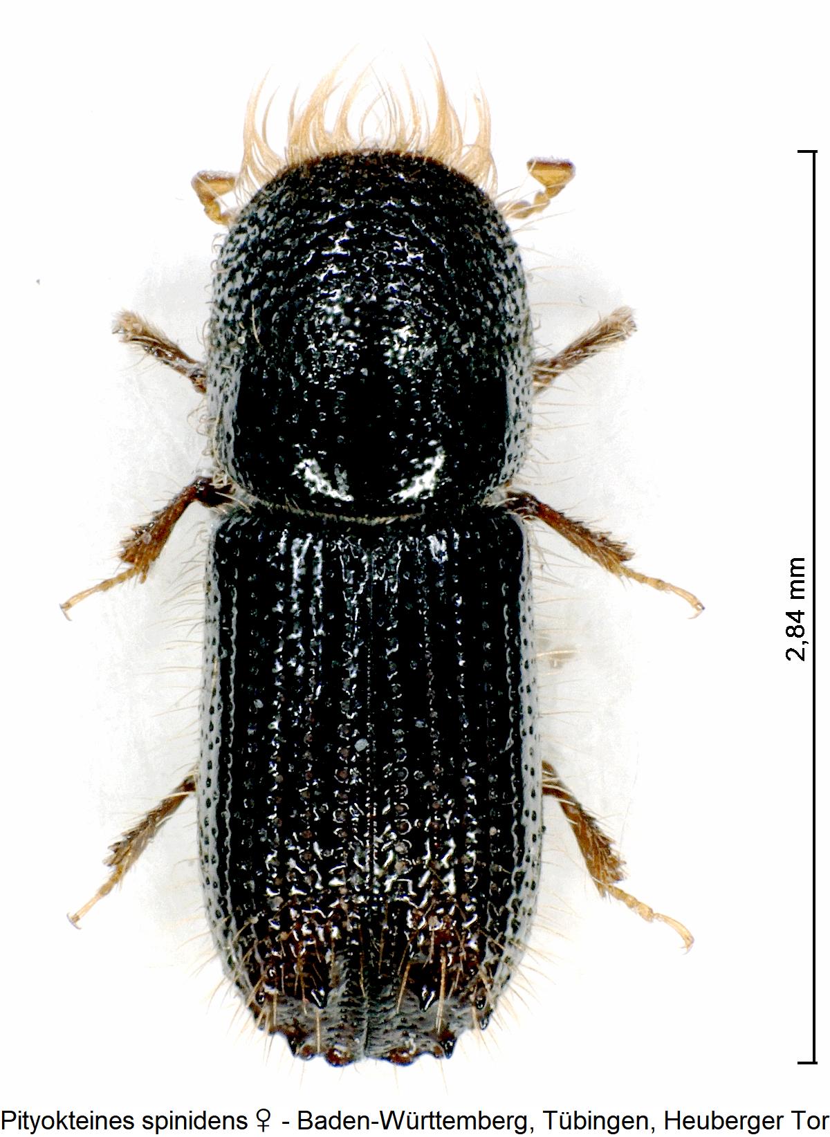 pityokteines_spinidens_w_hab1.jpg