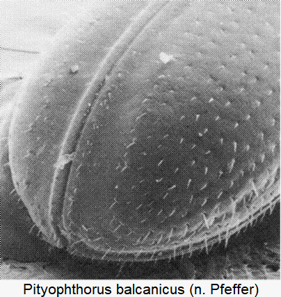 pityophthorus_balcanicus_dec.gif