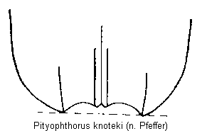 pityophthorus_knoteki_fld.gif