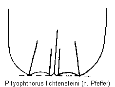 pityophthorus_lichtensteini_fld.gif