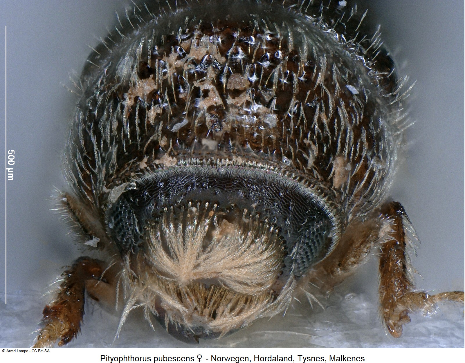 pityophthorus_pubescens_w_ck12941_k.jpg