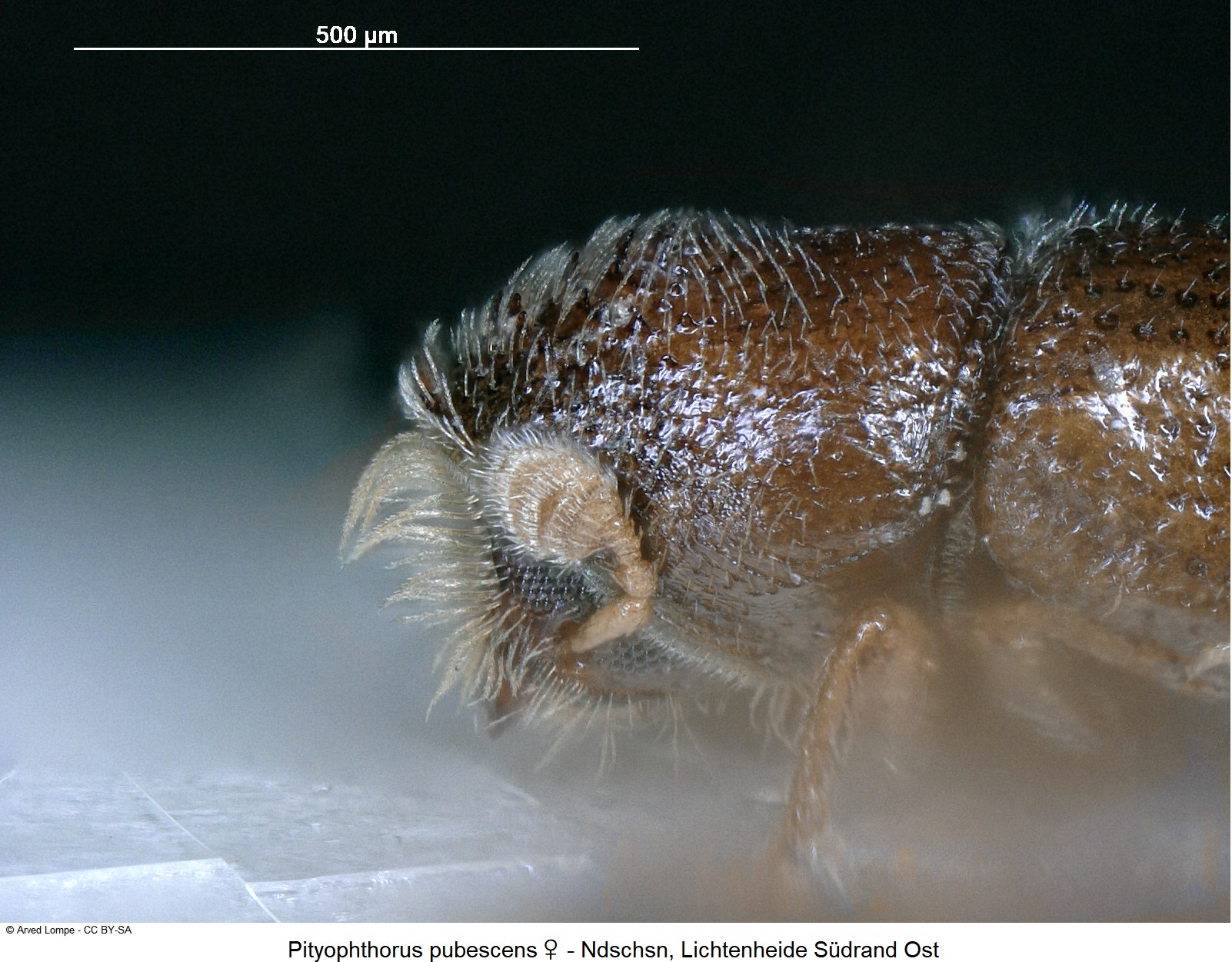 pityophthorus_pubescens_w_ck34307034_sa_k.jpg
