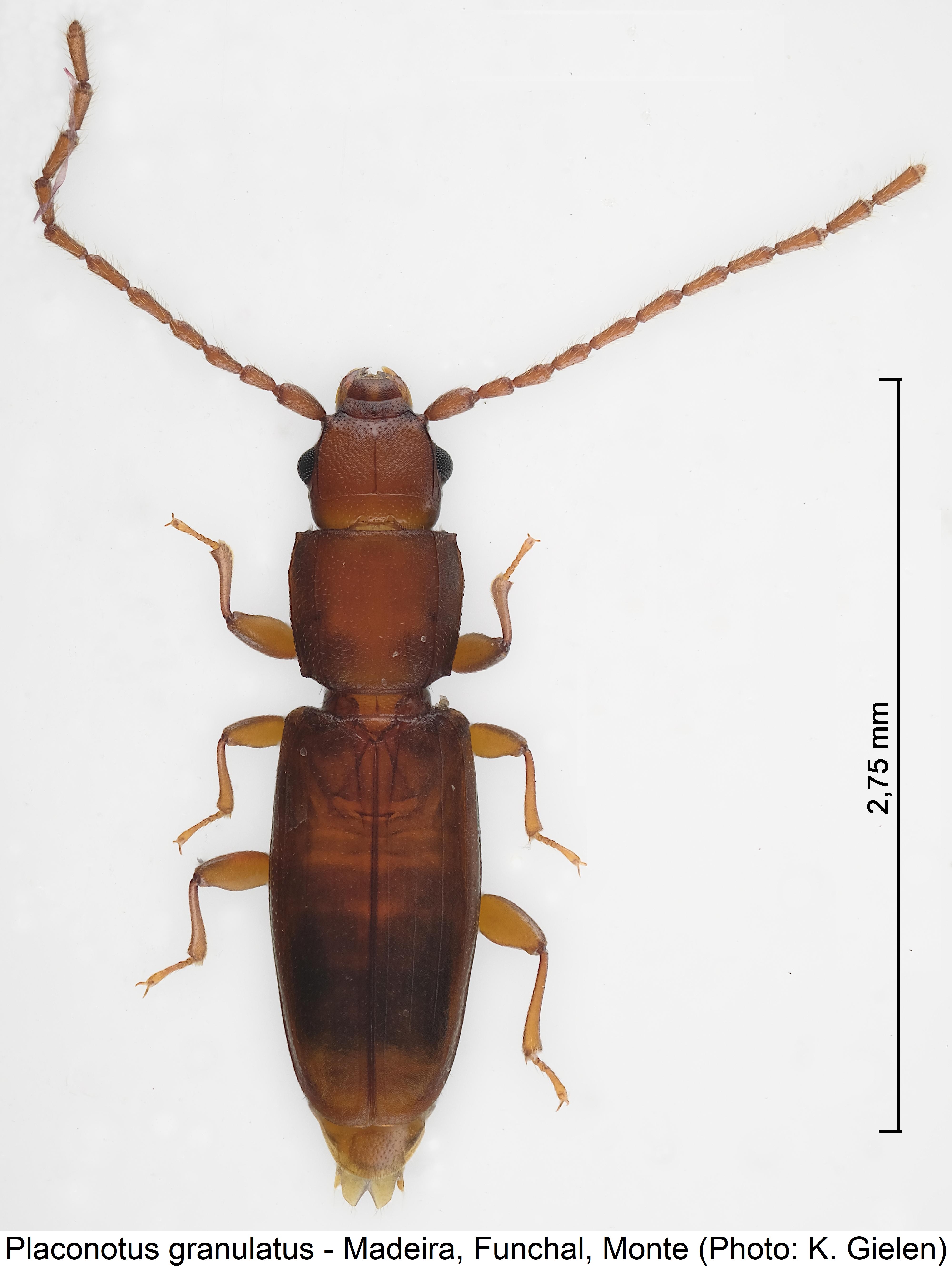 placonotus_granulatus_hab2.jpg