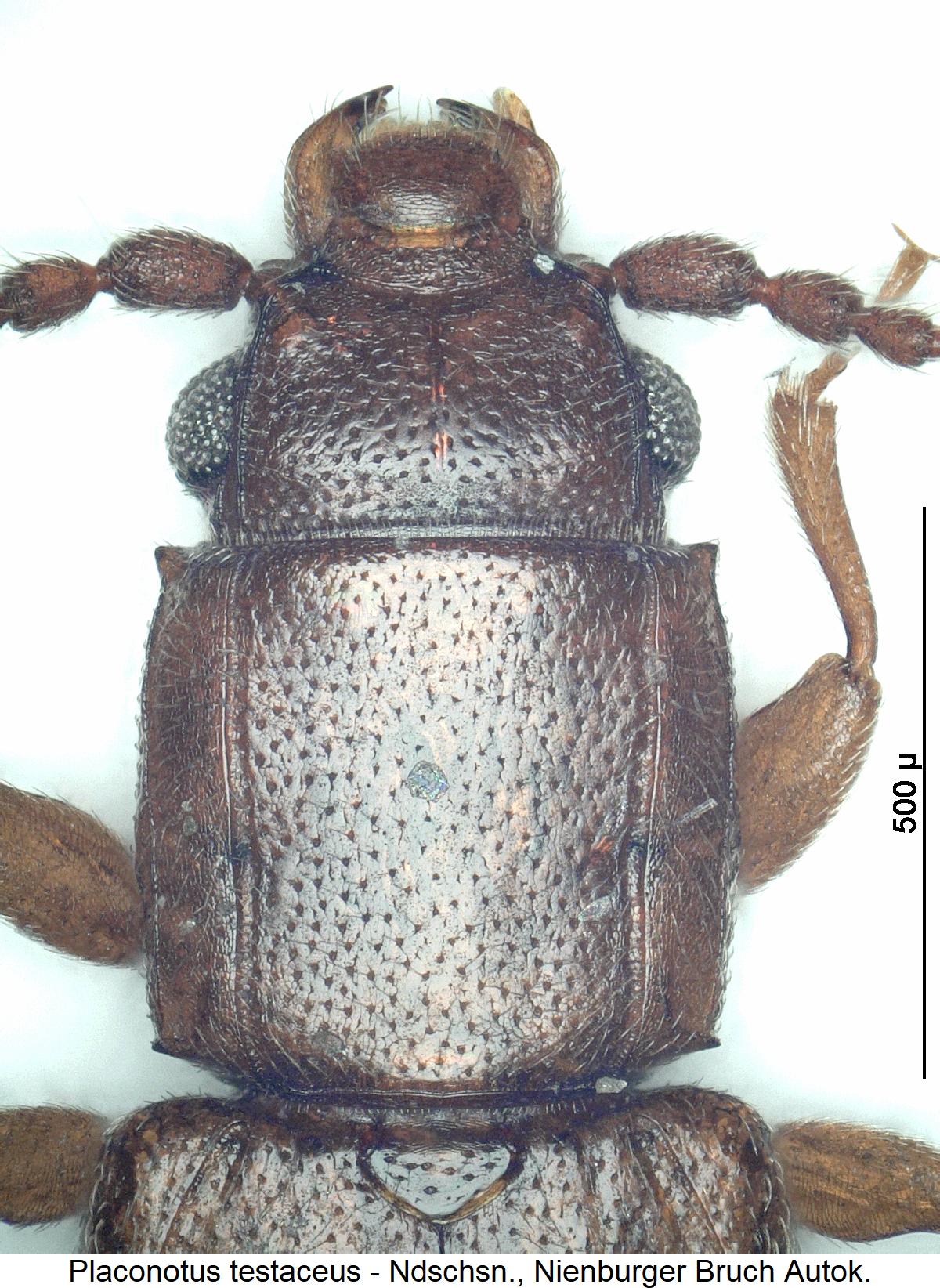 placonotus_testaceus_vk1.jpg