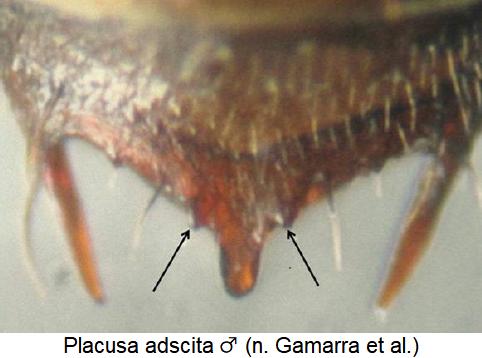placusa_adscita_m_ter.jpg