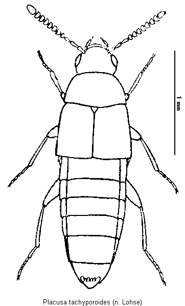 placusa_tachyporoides_hab.gif