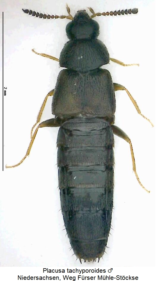 placusa_tachyporoides_hab.jpg