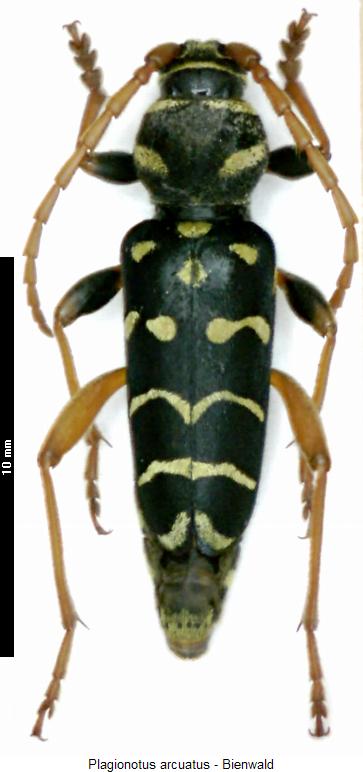 plagionotus_arcuatus_hab.jpg