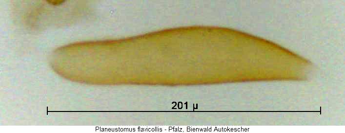 planeustomus_flavicollis_sperm.jpg