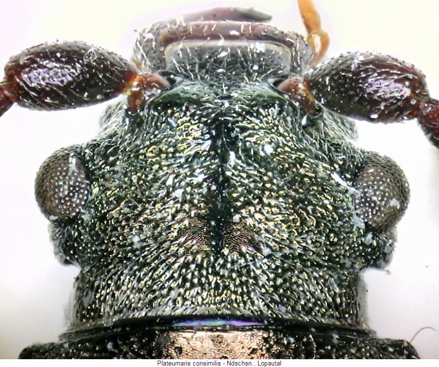 plateumaris_consimilis_k.jpg