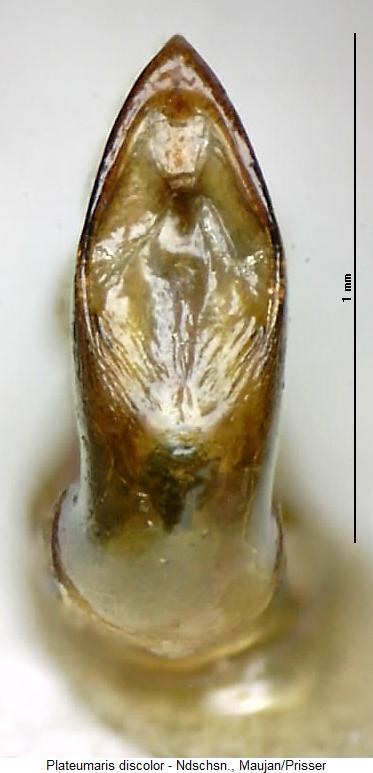 plateumaris_discolor.jpg