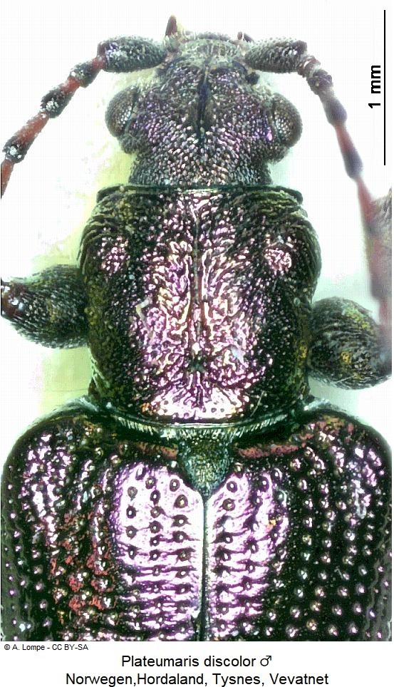 plateumaris_discolor_vk.jpg
