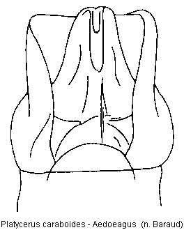 platycerus_caraboides.gif