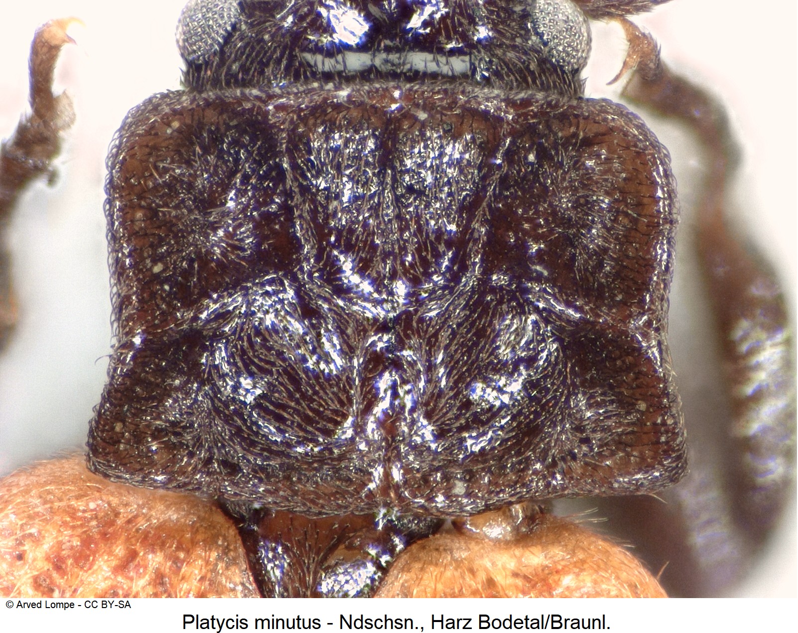 platycis_minutus_ck6121_hsch.jpg