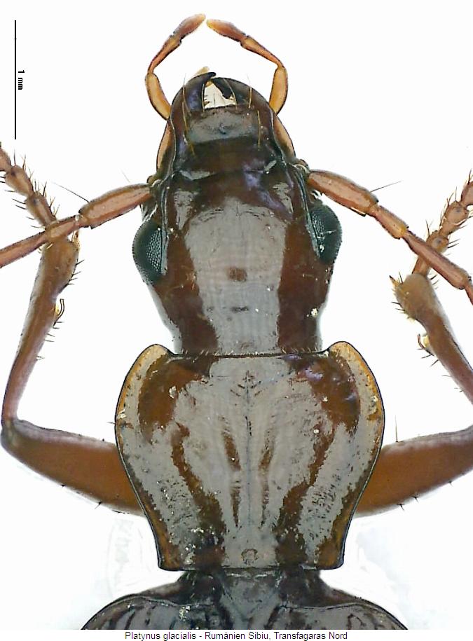 platynus_glacialis_vk.jpg