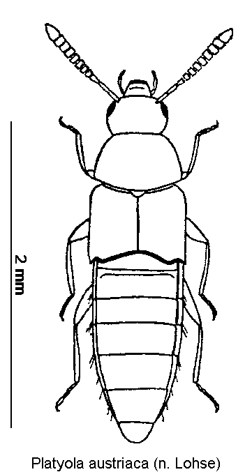 platyola_austriaca_hab.gif