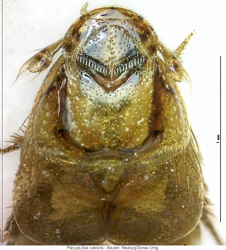 platypsyllus_castoris_vk.jpg