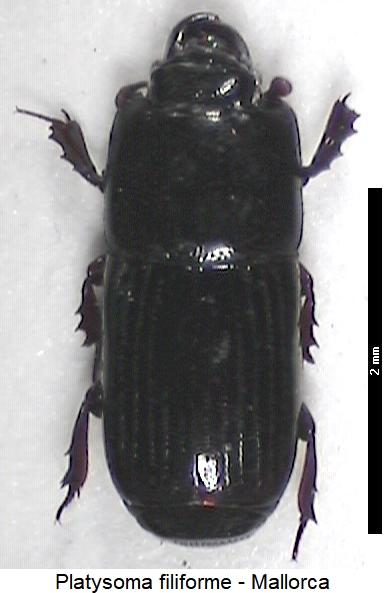 platysoma_filiforme_hab.jpg