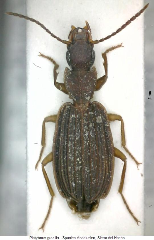 platytarus_gracilis_hab.jpg