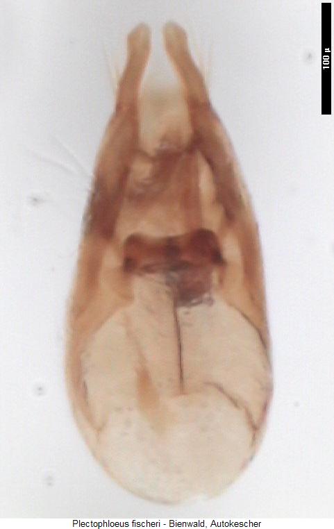 plectophloeus_fischeri.jpg