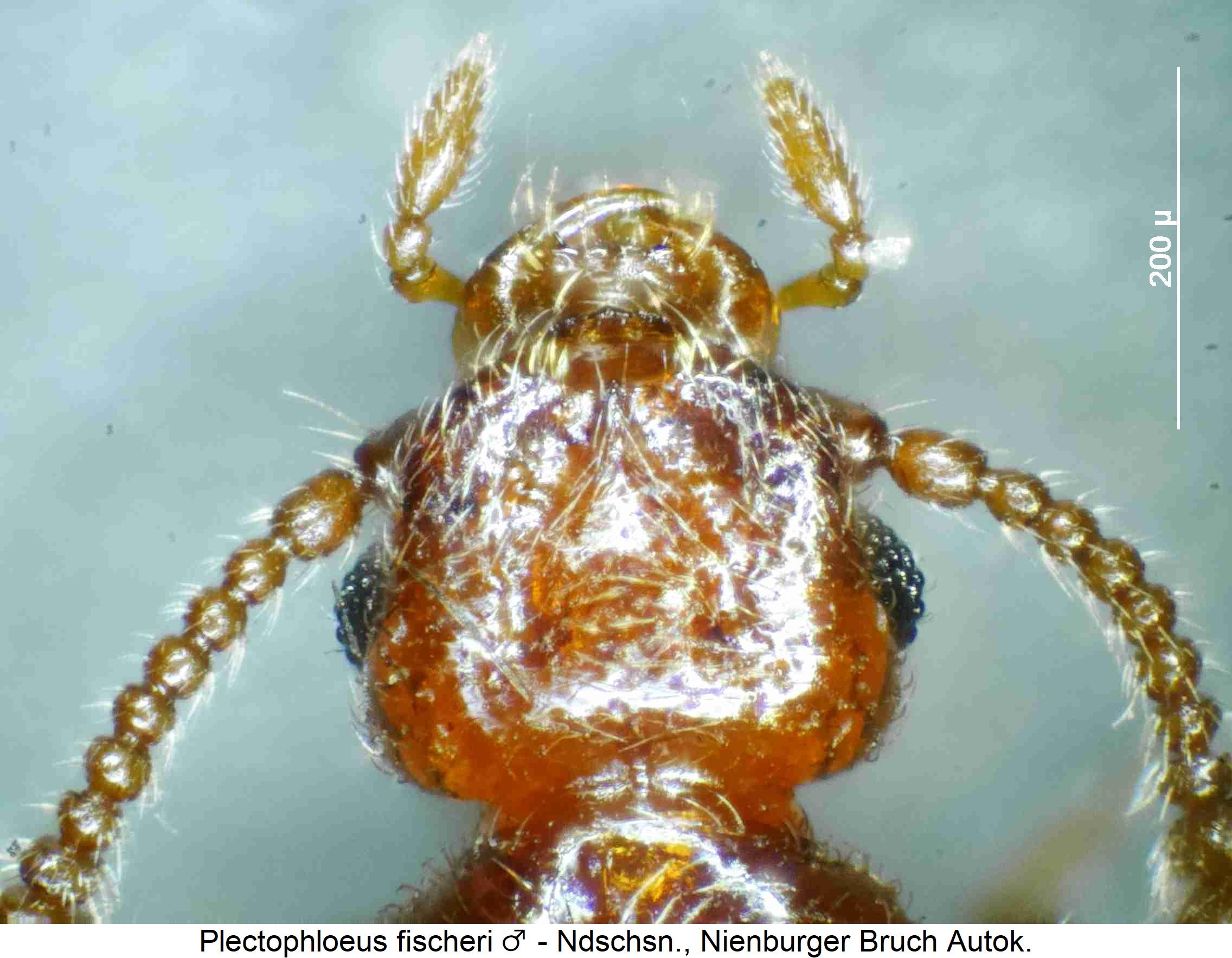 plectophloeus_fischeri_k.jpg