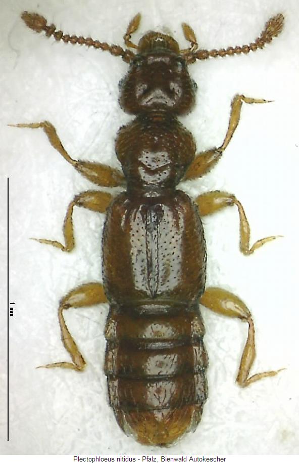 plectophloeus_nitidus_hab.jpg
