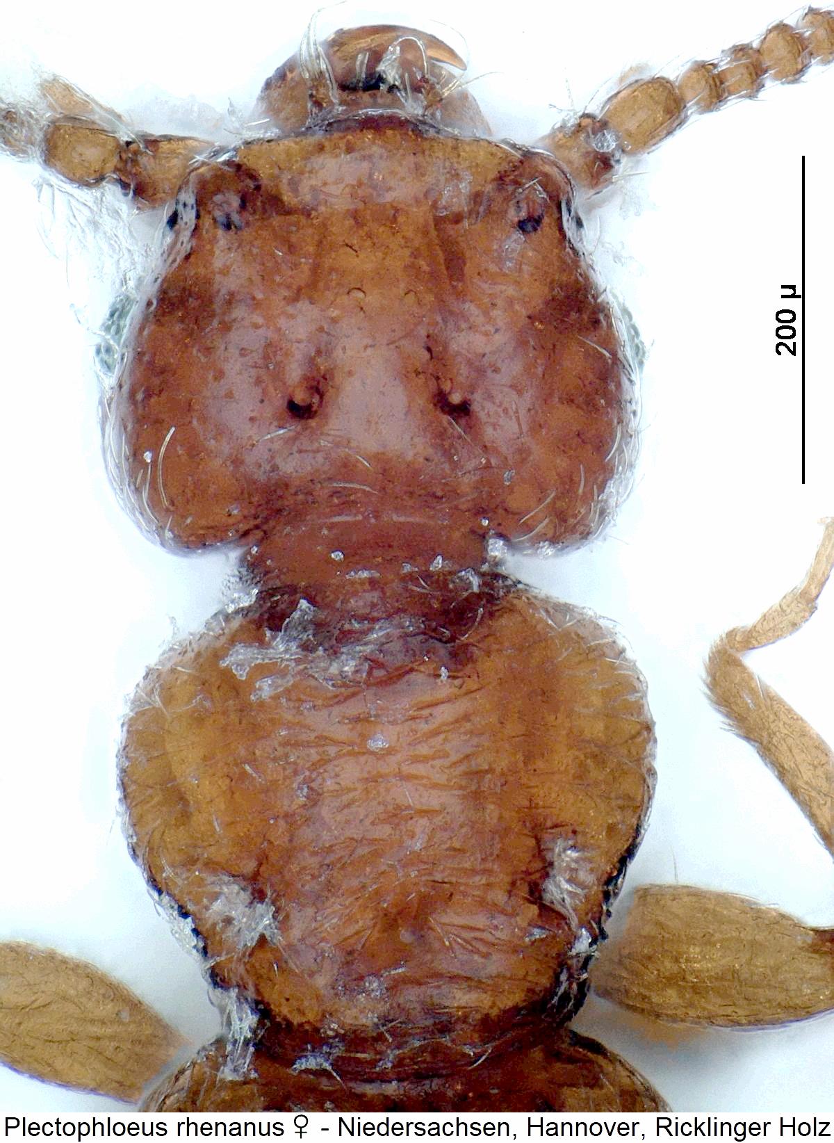 plectophloeus_rhenanus_w_vk.jpg