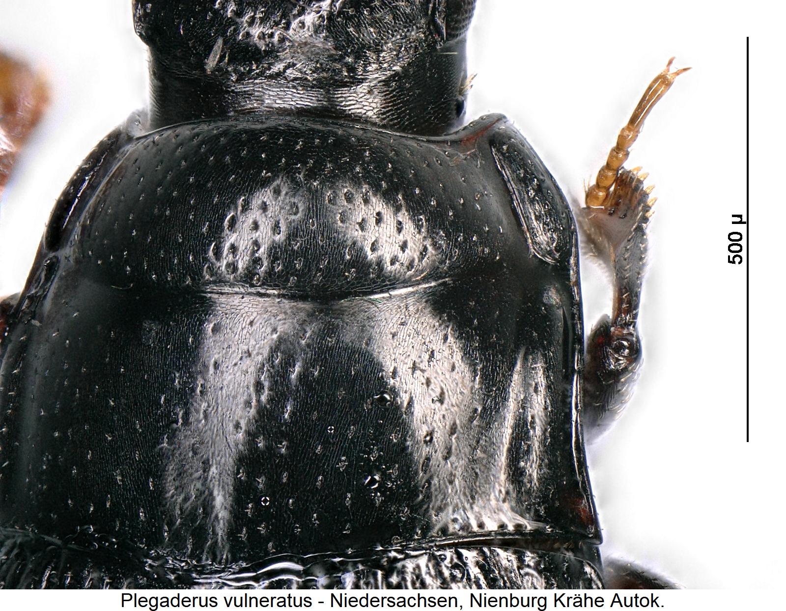 plegaderus_vulneratus_hsch.jpg