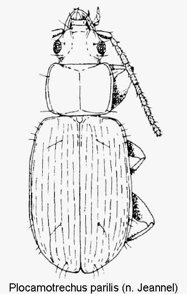plocamotrechus_parilis_hab.gif