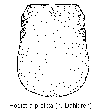 podistra_prolixa.gif
