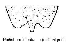 podistra_rufotestacea_sternit.gif