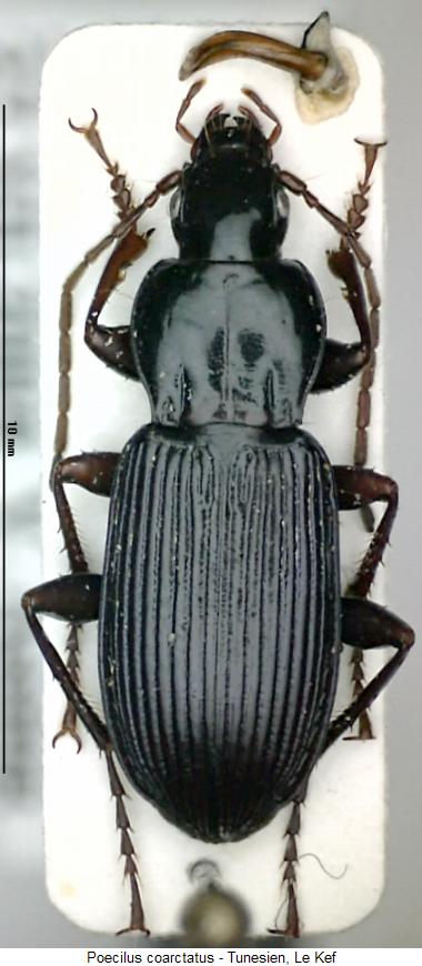 poecilus_coarctatus_hab.jpg