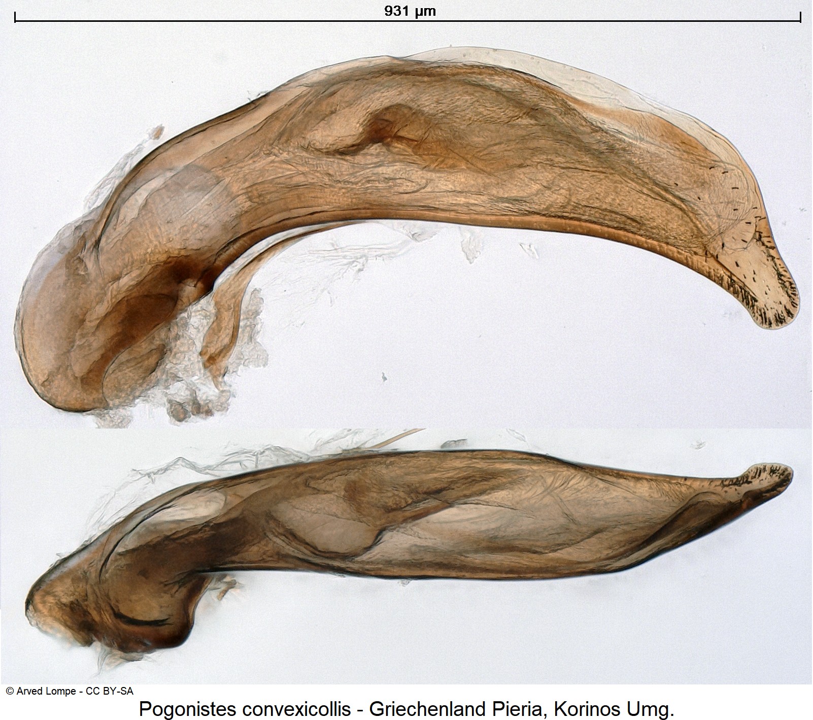 pogonistes_convexicollis_ck31234513.jpg