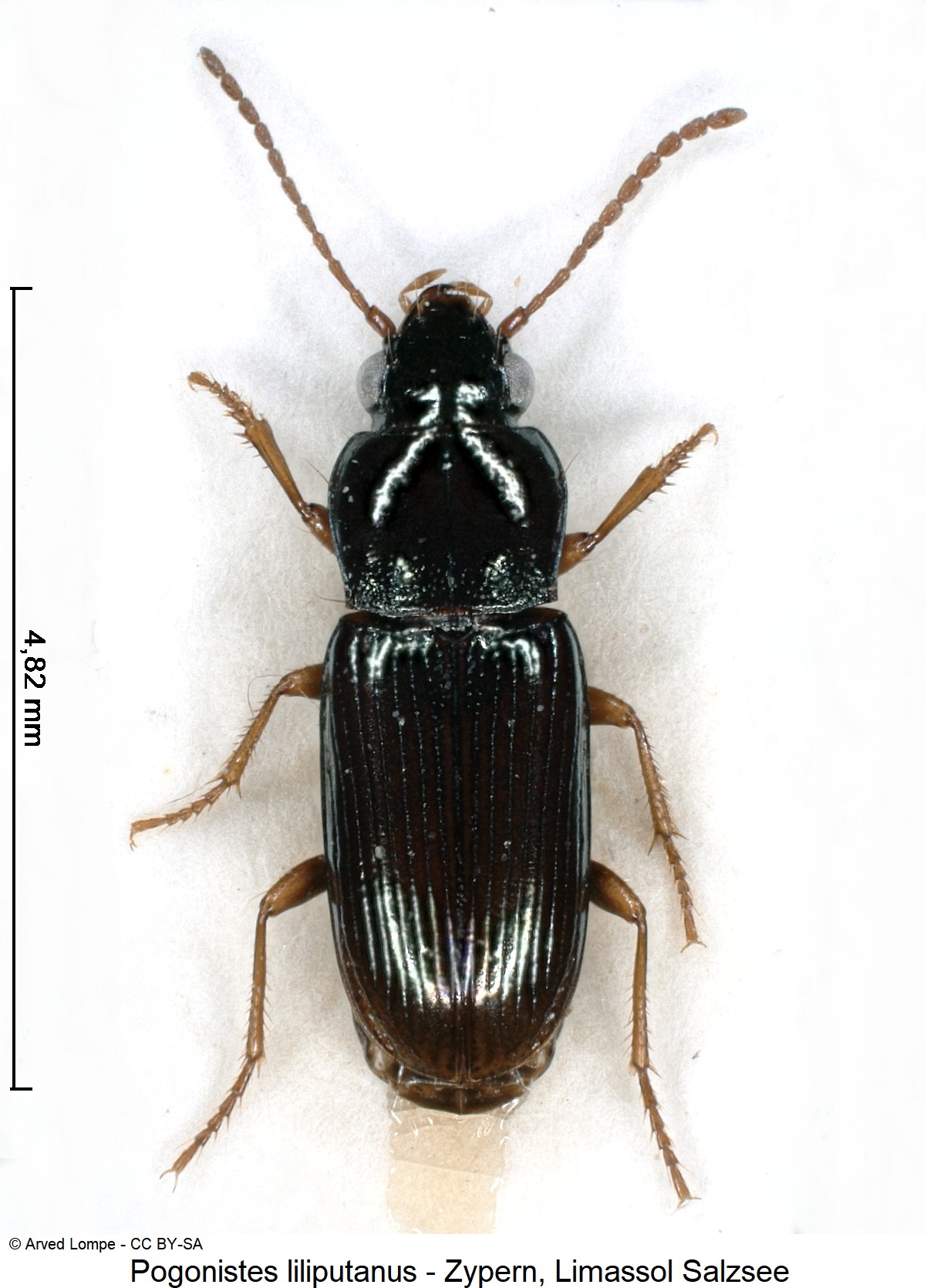 pogonistes_liliputanus_ck30821442_hab.jpg