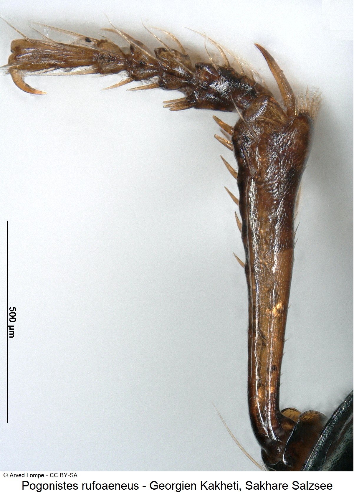 pogonistes_rufoaeneus_ck31024437_vschn-1.jpg