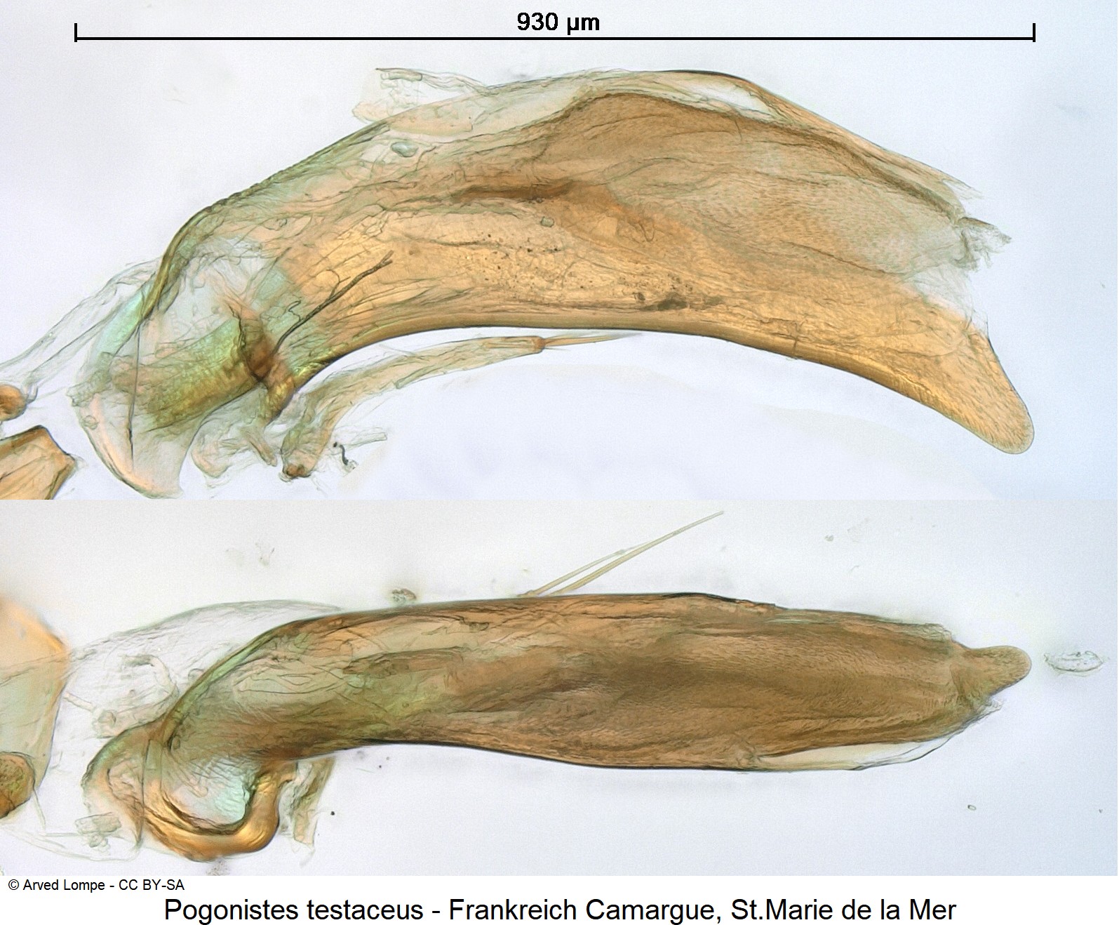 pogonistes_testaceus_ck31206714.jpg