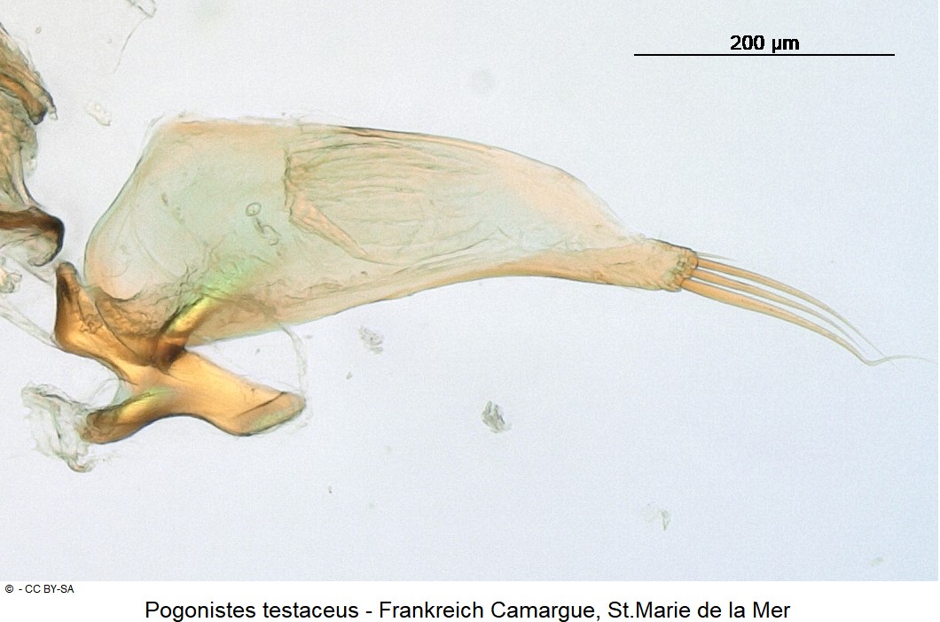 pogonistes_testaceus_ck31206714_pm.jpg