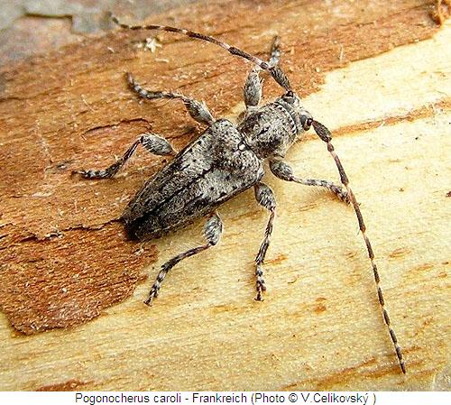 pogonocherus_caroli_hab.jpg