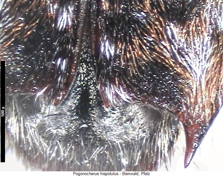 pogonocherus_hispidulus_fld.jpg