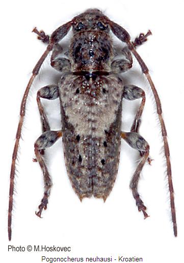 pogonocherus_neuhausi_hab.jpg