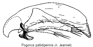 pogonus_pallidipennis.gif