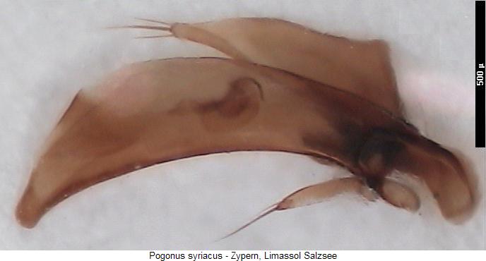pogonus_syriacus.jpg