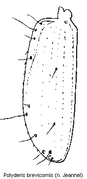 polyderis_brevicornis_fld.gif