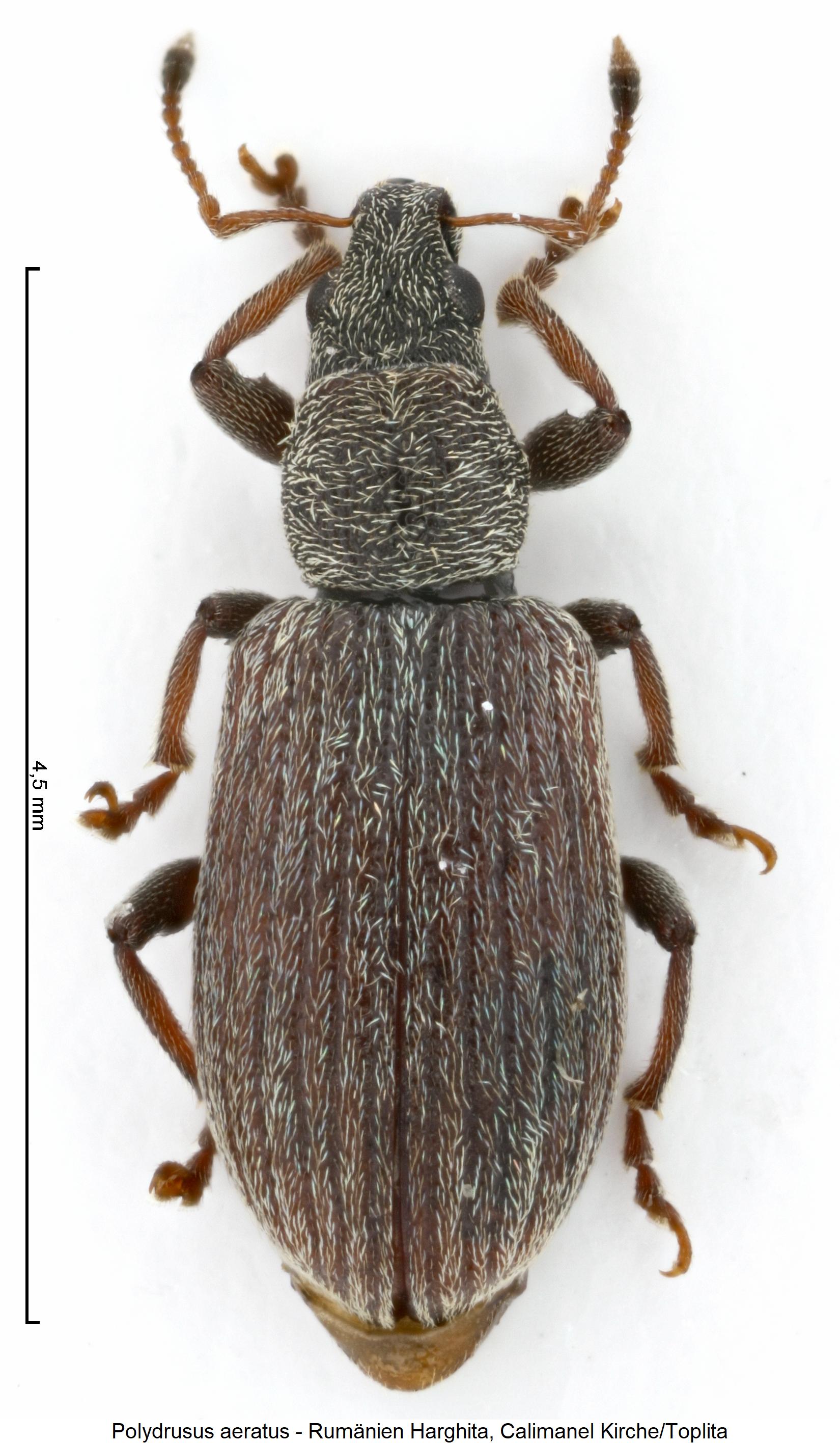 polydrusus_aeratus_hab.jpg