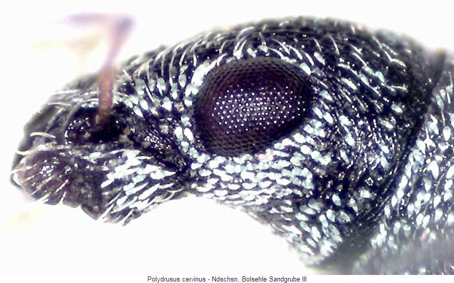 polydrusus_cervinus_k.jpg