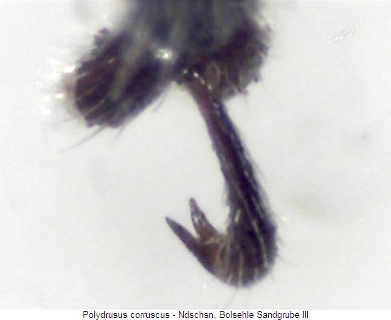 polydrusus_corruscus_kl.jpg