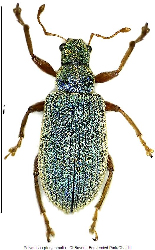 polydrusus_pterygomalis_hab.jpg