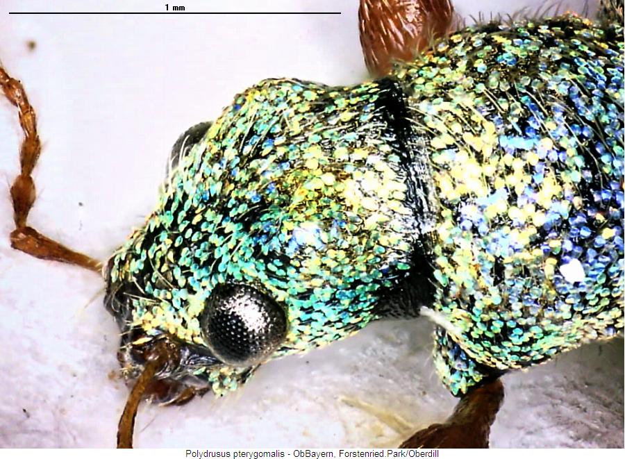 polydrusus_pterygomalis_vk.jpg
