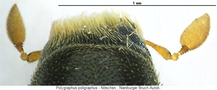 polygraphus_poligraphus_k.jpg