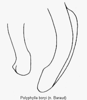polyphylla_boryi_pm.gif